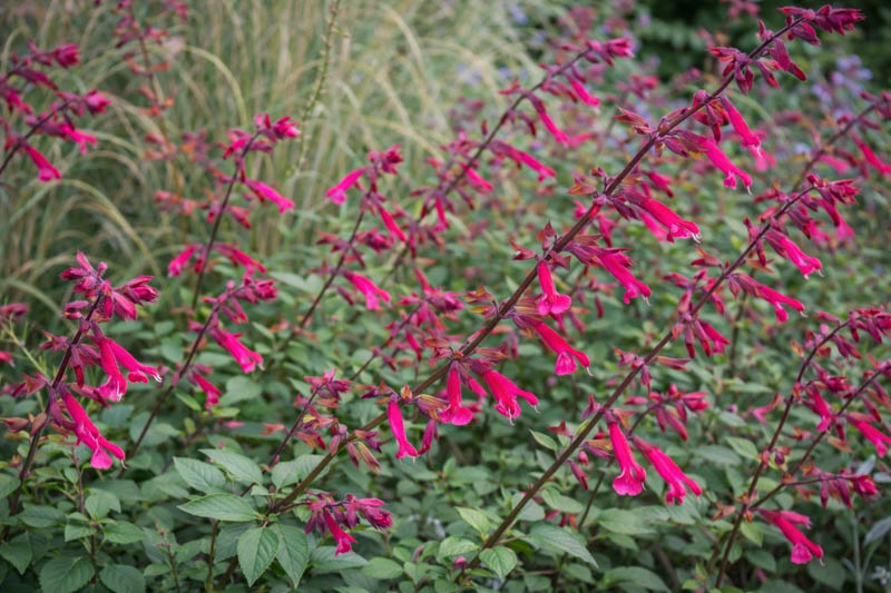 Salvia Wendy's Wish, Sage Wendy's Wish, Purple salvia, Purple sage, Pink sage, Pink salvia, evergreen salvia, evergreen sage