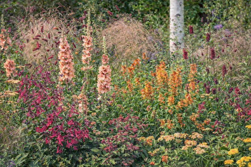 Salvia Wendy's Wish, Sage Wendy's Wish, Purple salvia, Purple sage, Pink sage, Pink salvia, evergreen salvia, evergreen sage