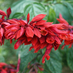 Scarlet Sage 'Van Houttei', Salvia Splendens 'Van Houttei', Annual Sage, Scarlet Bedding Sage, Red Sage