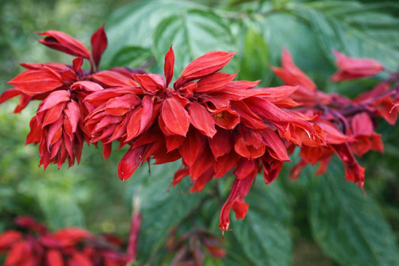 Scarlet Sage 'Van Houttei', Salvia Splendens 'Van Houttei', Annual Sage, Scarlet Bedding Sage, Red Sage