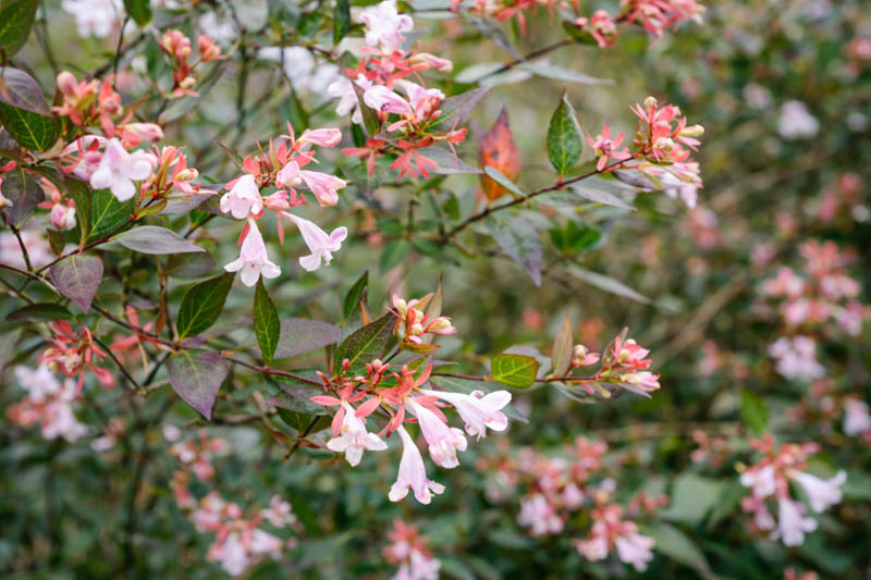 Abelia grandiflora, Glossy Abelia, Abelia rupestris var. grandiflora, semi-evergreen Shrub, Fragrant Shrub, Pink Flowers, White Flowers, Fragrant shrub