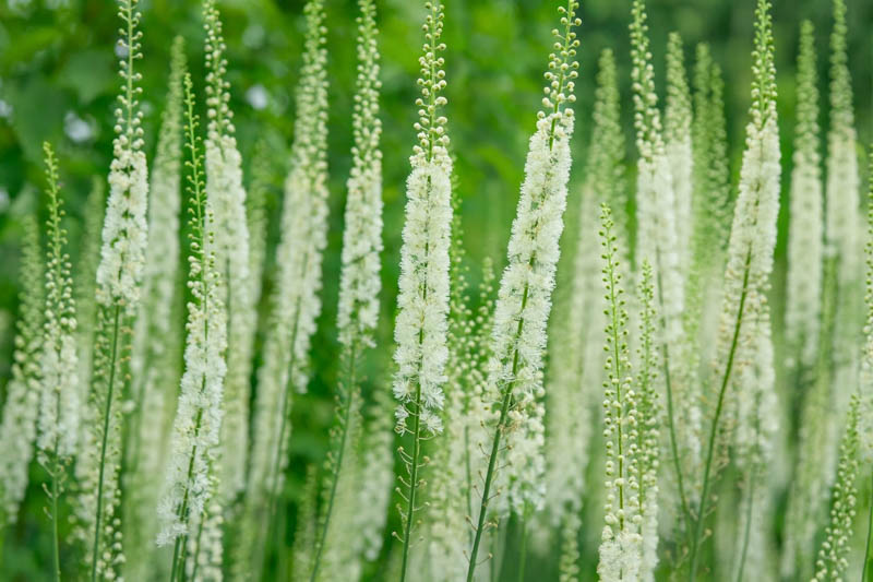Black Cohosh, Bugbane Flowers, Actaea racemosa, Cimifuga racemosa