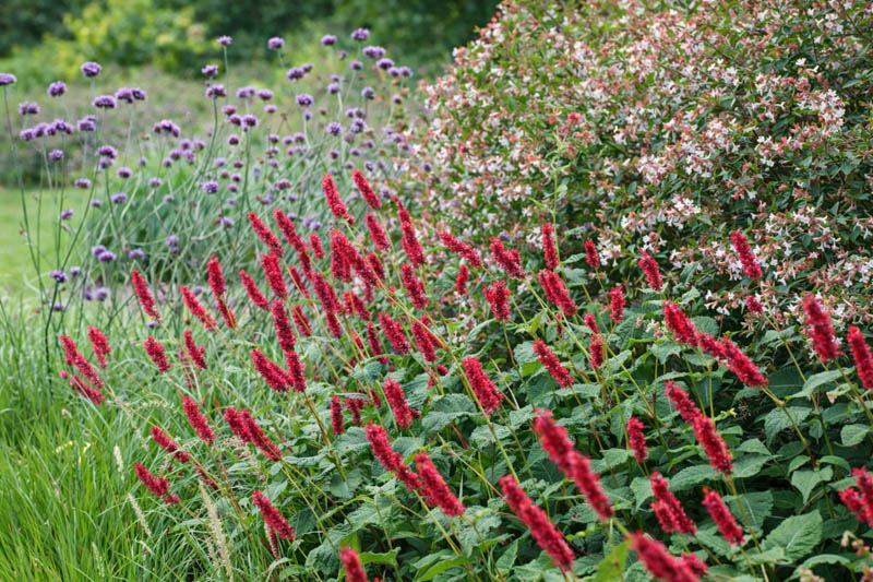 Persicaria amplexicaulis, Verbena bonariensis, and Abelia grandiflora