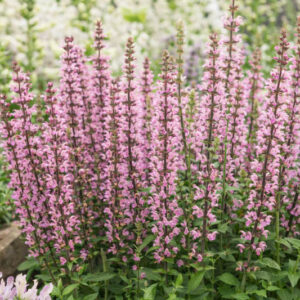 Salvia Nemorosa New Dimension Rose, Salvia New Dimension Rose, Sage New Dimension Rose, Pink salvia, Pink Sage, Pink flowers