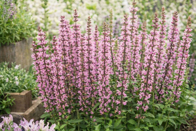 Salvia Nemorosa New Dimension Rose, Salvia New Dimension Rose, Sage New Dimension Rose, Pink salvia, Pink Sage, Pink flowers