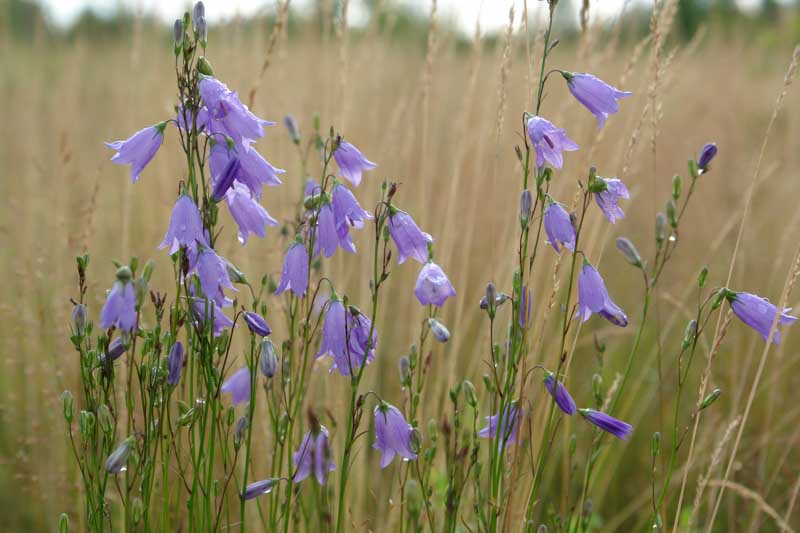 Campanula rotundifolia, Bluebell, Common Harebell, Blawort, Cuckoo Shoe, Heath Bells, Lady's Thimble, Old Man's Bell, Olympia Bellflower, Scotch Bluebell, Scottish Bluebell, Violet flowers, Purple flowers, Lavender flowers, groundcover
