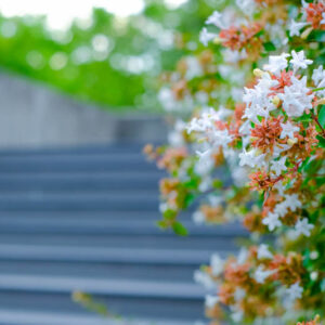 Abelia grandiflora, Glossy Abelia, Abelia rupestris var. grandiflora, semi-evergreen Shrub, Fragrant Shrub, Pink Flowers, White Flowers, Fragrant shrub