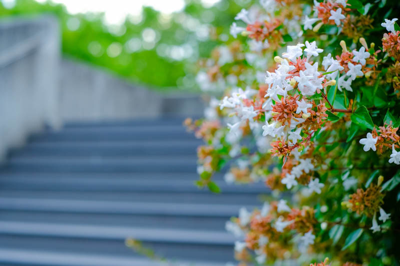 Abelia grandiflora, Glossy Abelia, Abelia rupestris var. grandiflora, semi-evergreen Shrub, Fragrant Shrub, Pink Flowers, White Flowers, Fragrant shrub