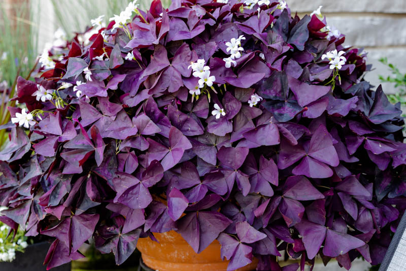 Oxalis triangularis, Purple Shamrock, False Shamrock, Pink flowers, Purple Foliage, Love Plant, Luck Plant