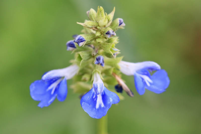 Salvia uliginosa, Bog Sage, Blue Spike Sage, Blue Salvia, Blue Sage, Blue Flowers