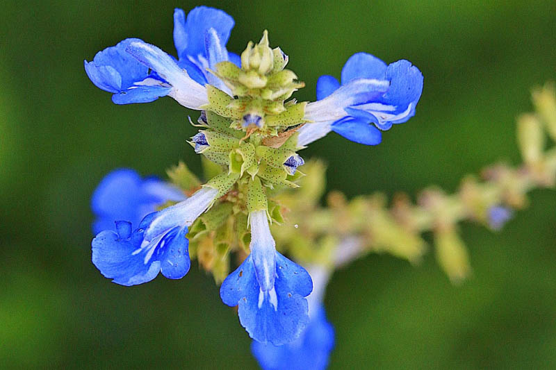 Salvia uliginosa, Bog Sage, Blue Spike Sage, Blue Salvia, Blue Sage, Blue Flowers