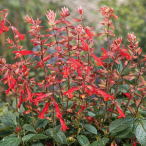 Salvia Ember's Wish, Sage Ember's Wish, Pink salvia, Pink sage, Coral sage, Coral salvia