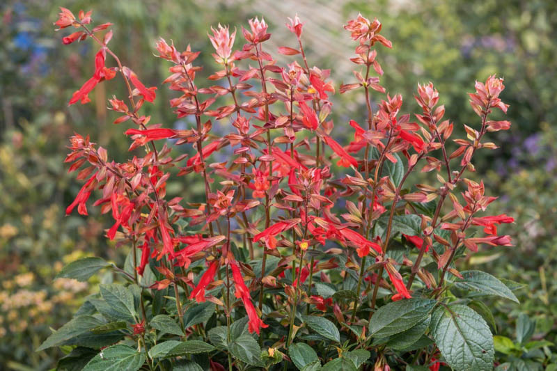 Salvia Ember's Wish, Sage Ember's Wish, Pink salvia, Pink sage, Coral sage, Coral salvia