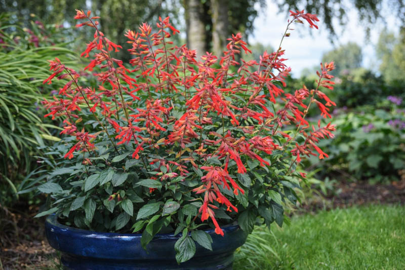 Salvia Ember's Wish, Sage Ember's Wish, Pink salvia, Pink sage, Coral sage, Coral salvia
