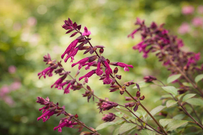 Salvia Love And Wishes, Sage Love And Wishes, Purple salvia, Purple sage, Pink sage, Pink salvia, evergreen salvia, evergreen sage