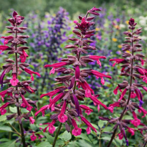 Salvia Love And Wishes, Sage Love And Wishes, Purple salvia, Purple sage, Pink sage, Pink salvia, evergreen salvia, evergreen sage