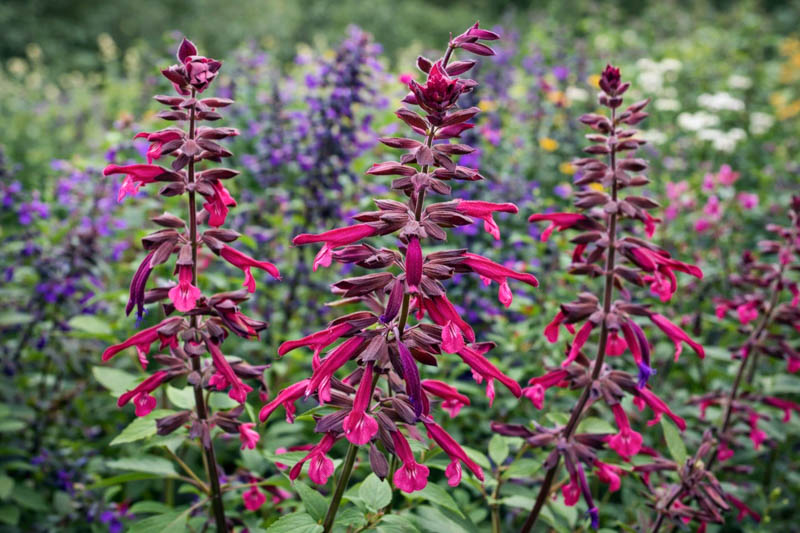 Salvia Love And Wishes, Sage Love And Wishes, Purple salvia, Purple sage, Pink sage, Pink salvia, evergreen salvia, evergreen sage