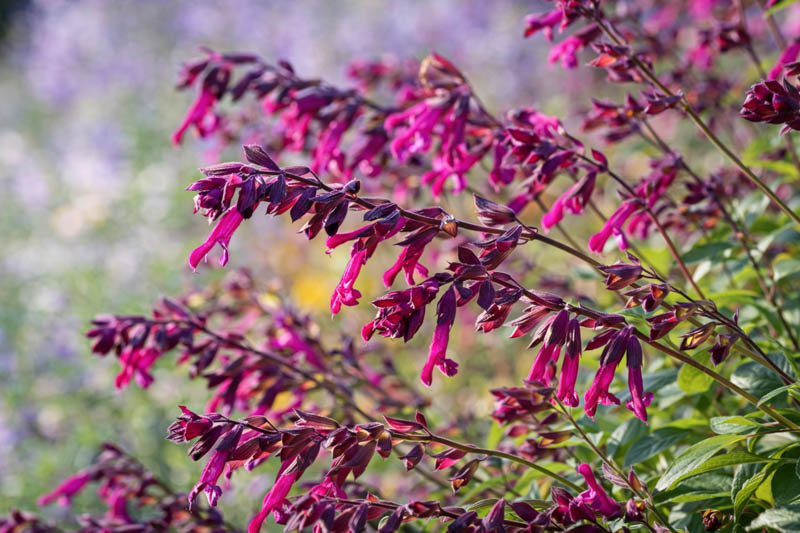 Salvia Love And Wishes, Sage Love And Wishes, Purple salvia, Purple sage, Pink sage, Pink salvia, evergreen salvia, evergreen sage
