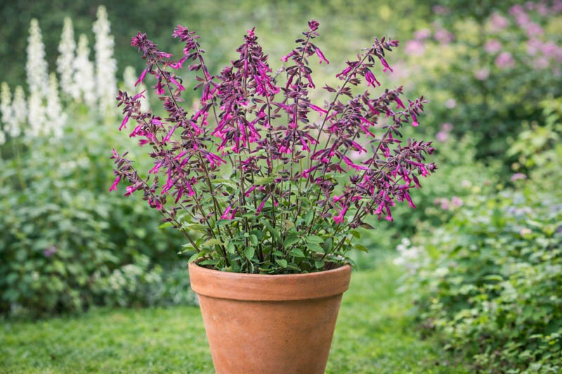 Salvia Love And Wishes, Sage Love And Wishes, Purple salvia, Purple sage, Pink sage, Pink salvia, evergreen salvia, evergreen sage