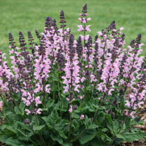 Salvia Nemorosa 'Pink Dawn', Sage 'Pink Dawn', Balkan Clary 'Pink Dawn', Steppe Sage 'Pink Dawn', Salvia Pink Dawn, Pink Salvia, Pink Sage, Pink Flowers