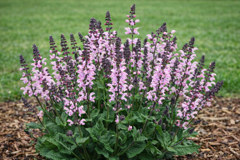 Salvia Nemorosa 'Pink Dawn', Sage 'Pink Dawn', Balkan Clary 'Pink Dawn', Steppe Sage 'Pink Dawn', Salvia Pink Dawn, Pink Salvia, Pink Sage, Pink Flowers