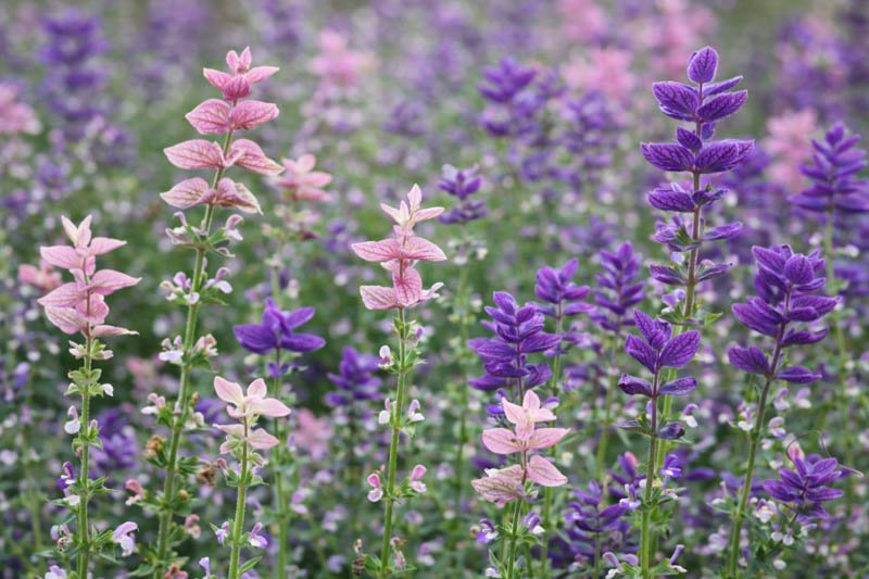 Salvia viridis, Salvia horminum, Annual Sage, Annual Clary, Painted salvia