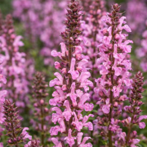 Salvia Nemorosa 'Rose Marvel', Sage 'Rose Marvel', Balkan Clary 'Rose Marvel', Steppe Sage 'Rose Marvel', Pink Sage, Pink Salvia