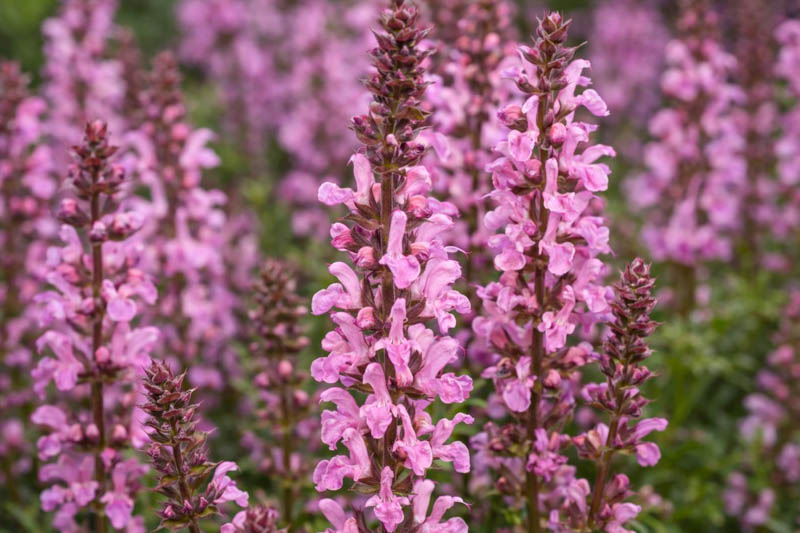 Salvia Nemorosa 'Rose Marvel', Sage 'Rose Marvel', Balkan Clary 'Rose Marvel', Steppe Sage 'Rose Marvel', Pink Sage, Pink Salvia