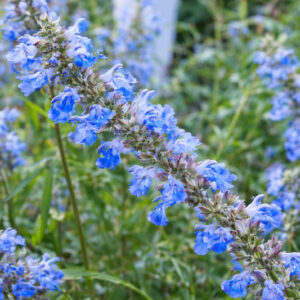 Salvia uliginosa, Bog Sage, Blue Spike Sage, Blue Salvia, Blue Sage, Blue Flowers