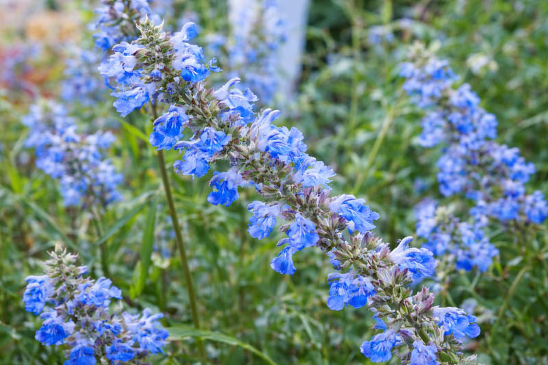 Salvia uliginosa, Bog Sage, Blue Spike Sage, Blue Salvia, Blue Sage, Blue Flowers
