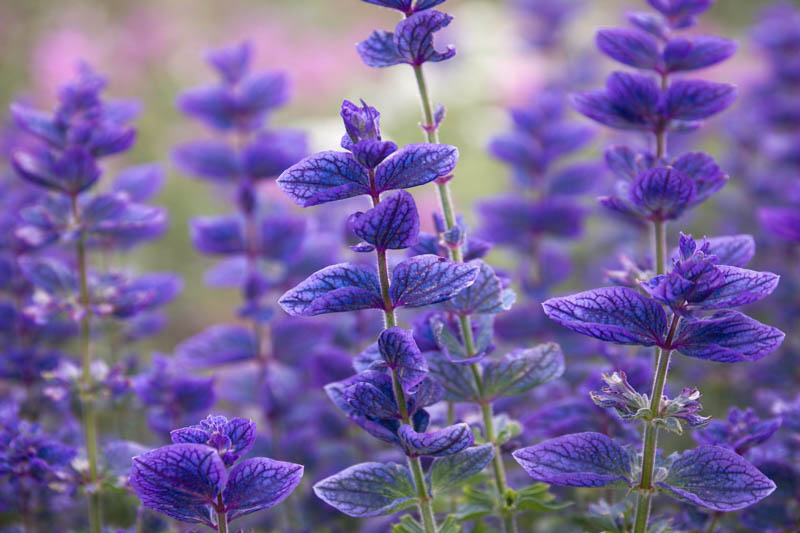 Salvia Horminum 'Blue Denim', Annual Sage 'Blue Denim', Salvia Viridis 'Blue Denim', Annual Clary 'Blue Denim', Blue Sage, Blue Salvia