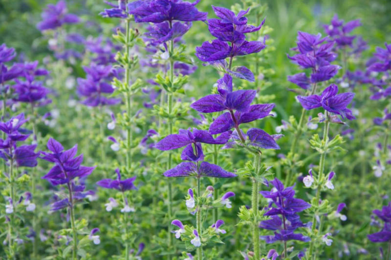 Salvia Horminum 'Blue Monday', Annual Sage 'Blue Monday' , Salvia Viridis 'Blue Monday', Annual Clary 'Blue Monday'