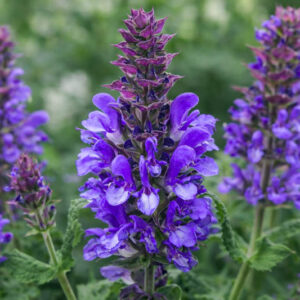 Salvia Nemorosa 'Blue Marvel', Sage 'Blue Marvel', Balkan Clary 'Blue Marvel', Steppe Sage 'Blue Marvel', Blue Sage, Blue Salvia