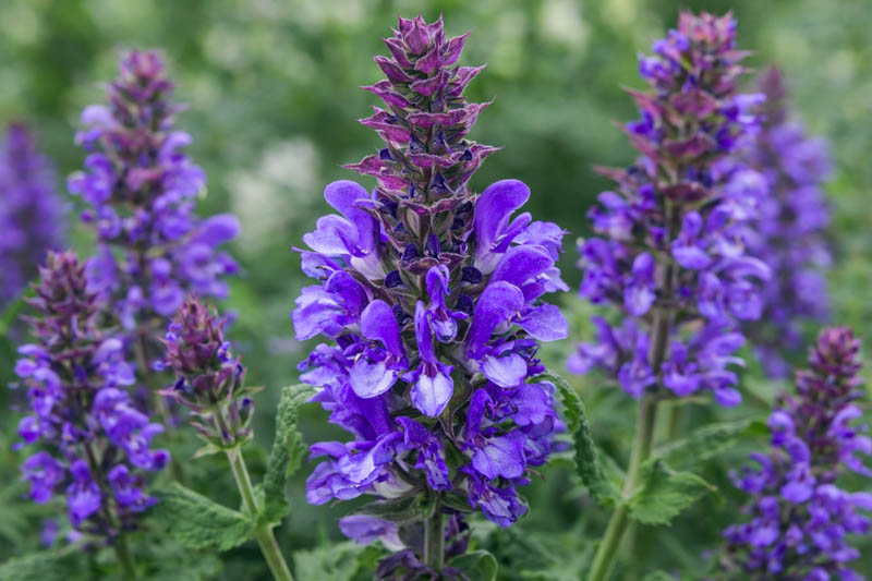 Salvia Nemorosa 'Blue Marvel', Sage 'Blue Marvel', Balkan Clary 'Blue Marvel', Steppe Sage 'Blue Marvel', Blue Sage, Blue Salvia