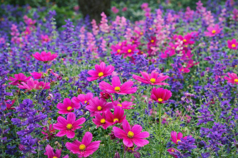 Salvia viridis and Cosmos flowers, Annual Sage, Annual Clary, Painted salvia