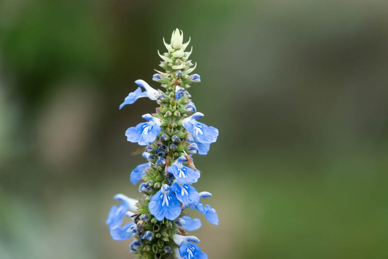 Salvia uliginosa, Bog Sage, Blue Spike Sage, Blue Salvia, Blue Sage, Blue Flowers