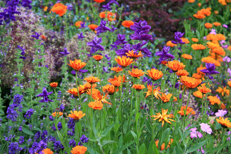 Salvia viridis and Calendula flowers, Salvia horminum, Calendula officinalis, Annual Sage, Annual Clary, Painted salvia