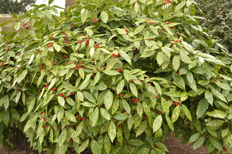 Japanese Laurel, Aucuba japonica, evergreen shrub, shade shrub