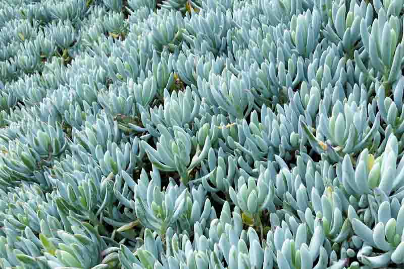 Senecio serpens, Blue Chalk Stick, Blue Chalksticks, Kleinia radicans, Senecio repens, Kleinia repens, Blue succulent, Blue groundcover, Groundcover succulent