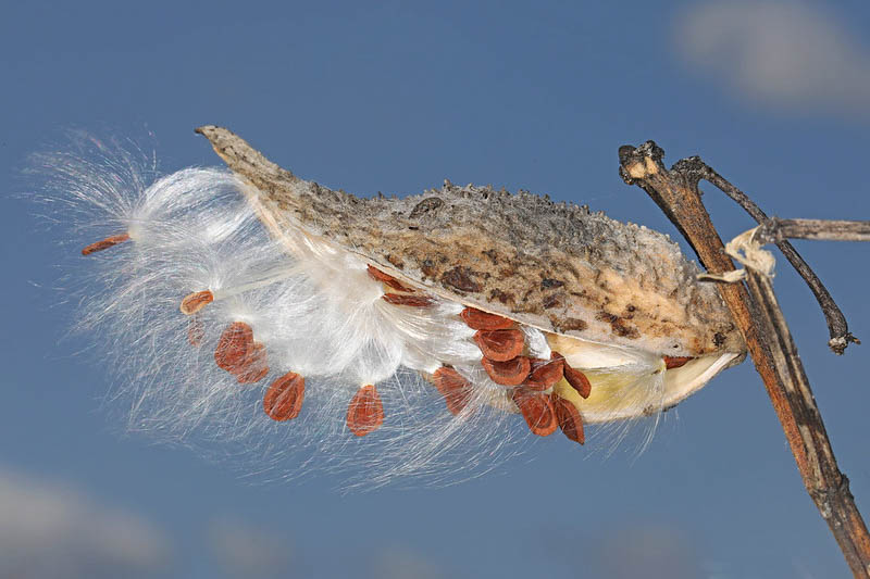 Common Milkweed, Asclepias syriaca, Milkweed Plant, Milkweed, Showy Milkweed