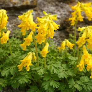 Corydalis lutea, Fumewort, Fumitory, Yellow Corydalis, Yellow Fumewort, Yellow Flowers