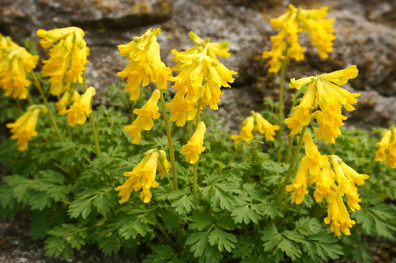 Corydalis lutea, Fumewort, Fumitory, Yellow Corydalis, Yellow Fumewort, Yellow Flowers
