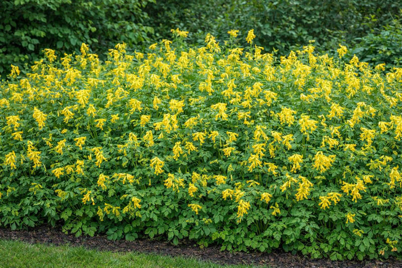 Corydalis lutea, Fumewort, Fumitory, Yellow Corydalis, Yellow Fumewort, Yellow Flowers