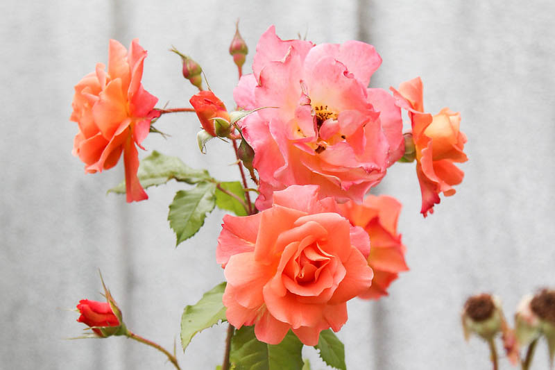Rosa Westerland, Rose Westerland, Rosa 'Climbing Westerland', Rosa 'KORlawe', Rosa 'KORwest', Climbing Roses, Shrub Roses, Fragrant roses, Orange roses