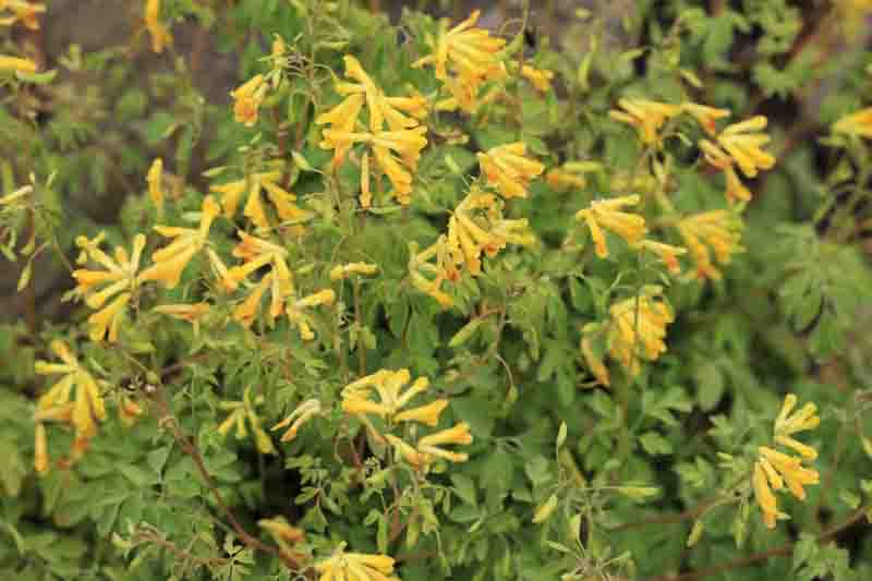 Corydalis lutea, Fumewort, Fumitory, Yellow Corydalis, Yellow Fumewort, Yellow Flowers