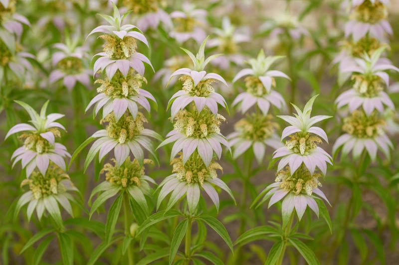 Monarda punctata, Dotted Bee Balm, Dotted Horsemint, Spotted Horsemint, Yellow Monarda, Yellow Bee Balm, Yellow flowers, Purple Monarda, Purple Bee Balm, Purple flowers,
