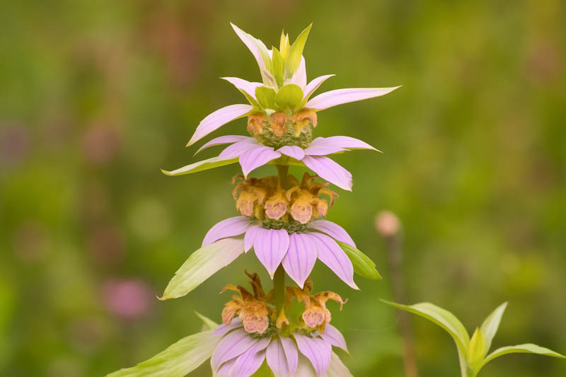 Monarda punctata, Dotted Bee Balm, Dotted Horsemint, Spotted Horsemint, Yellow Monarda, Yellow Bee Balm, Yellow flowers, Purple Monarda, Purple Bee Balm, Purple flowers,