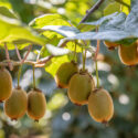 Kiwi, Kiwi Benefits, Kiwi Fruit, Kiwi Calories, Kiwi Nutrition, Kiwi vine, Actinidia deliciosa