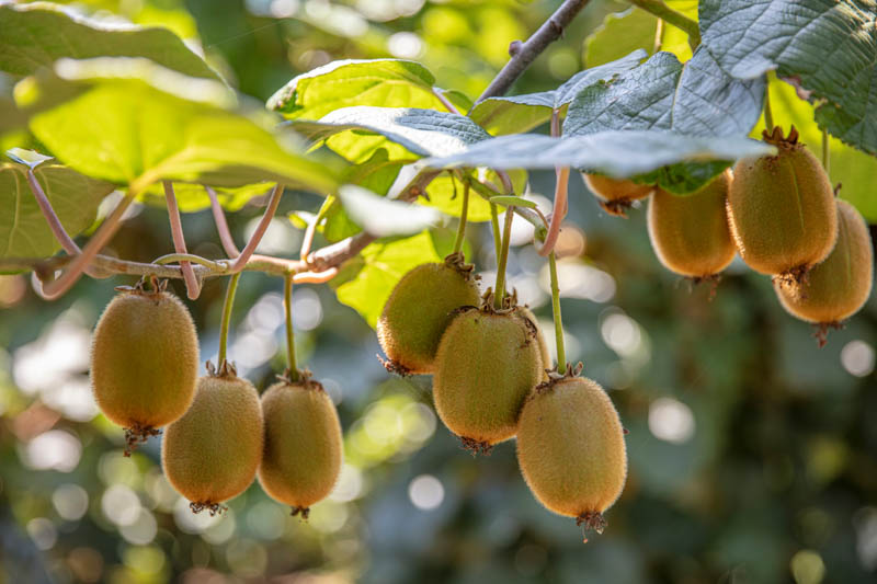 Kiwi, Kiwi Benefits, Kiwi Fruit, Kiwi Calories, Kiwi Nutrition, Kiwi vine, Actinidia deliciosa