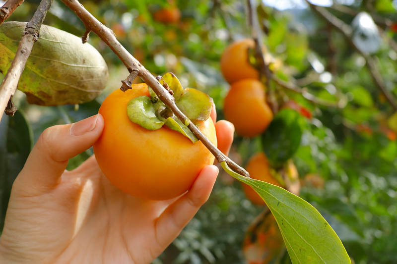 Diospyros kaki, Japanese Persimmon, Oriental Persimmon, Persimmon Fruit, Persimmon Tree, Kaki, Kaki Fruit,